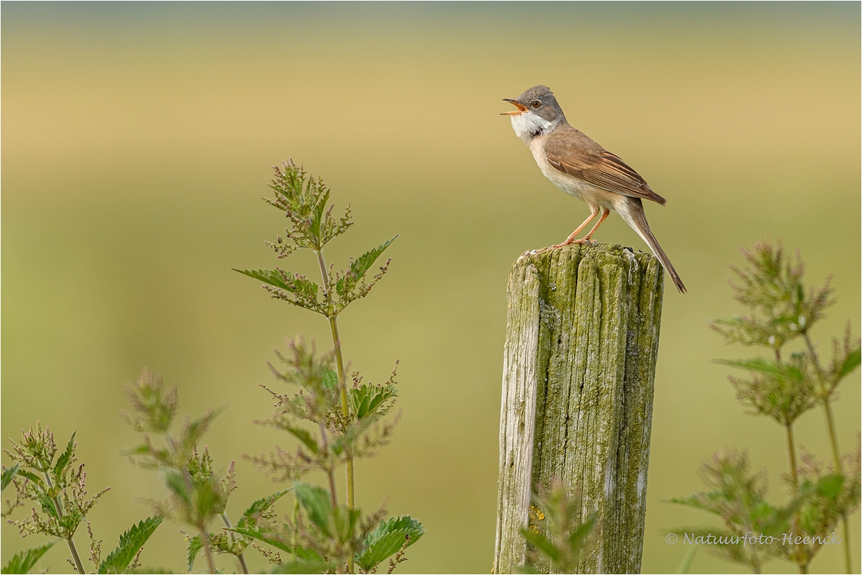 Foto uit de oude doos, Dick Heenck