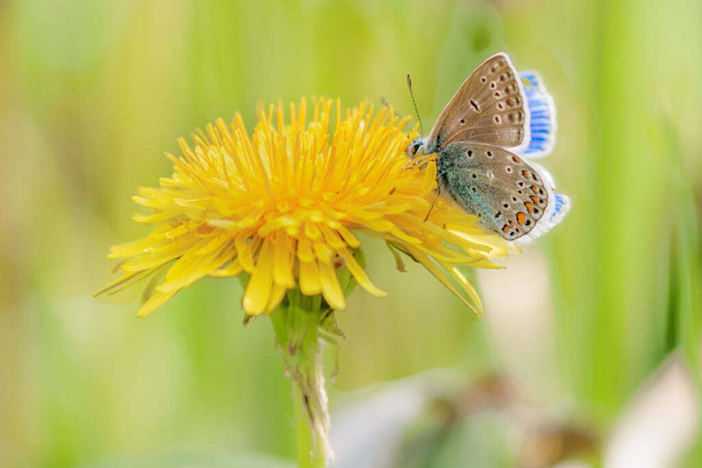 Icarus blauwtje op paardenbloem