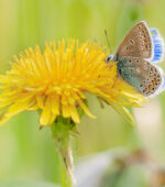 Icarus blauwtje op paardenbloem