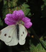 20260929-Henk-Hermsen