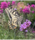 20260929-Ton-Timmer-Kasteeltuin-Hemmen